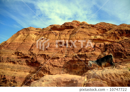 Goat in Petra ruins 10747722