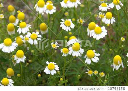 洋甘菊田（德國洋甘菊） 10748158