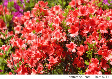 Red "Kurume Azalea" (Ukima Park / Ukima, Kita-ku, Tokyo Funato Itabashi-ku) 10748215