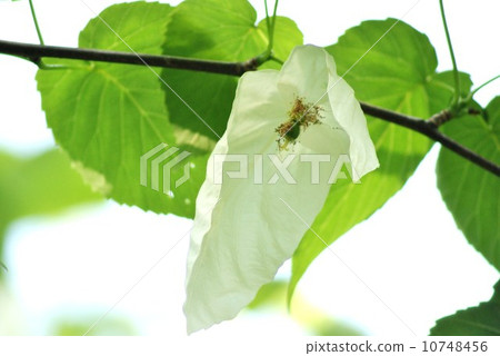 Branches like two white handkerchiefs wrapping unusual tree · flower and fruit · Horizontal position 10748456