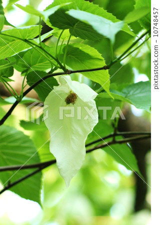 Unusual tree · bracts like two white handkerchiefs wrapping flowers and fruits · Vertical position 10748457