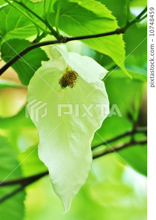 Unusual tree · bracts like two white handkerchiefs wrapping flowers and fruits · Vertical position 10748459