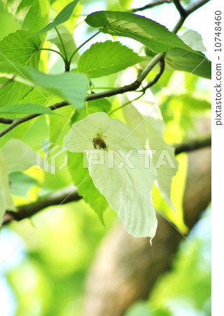 Unusual tree · bracts like two white handkerchiefs wrapping flowers and fruits · Vertical position 10748460