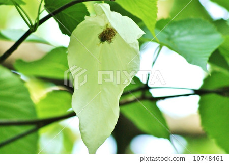 Branches like two white handkerchiefs wrapping unusual tree · flower and fruit · Horizontal position 10748461