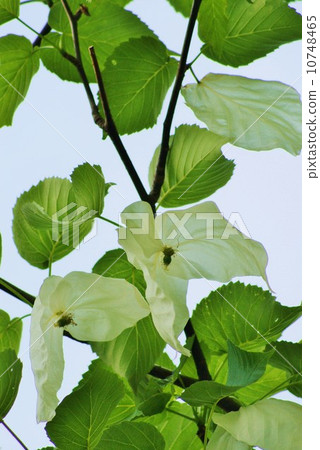 Unusual tree · bracts like two white handkerchiefs wrapping flowers and fruits · Vertical position 10748465