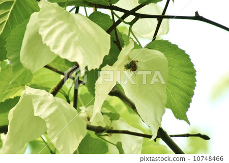 Branches like two white handkerchiefs wrapping unusual tree · flower and fruit · Horizontal position 10748466