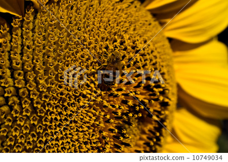 bee on sunflower 10749034