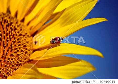 ladybugs ladybugs 10749035