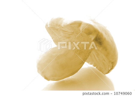 Tricholoma Flavovirens Tricholoma Flavovirens 10749060