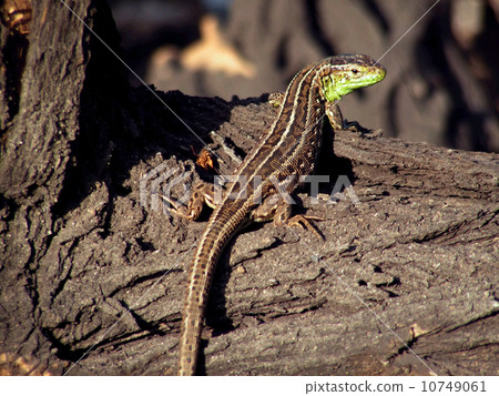 lizard 10749061