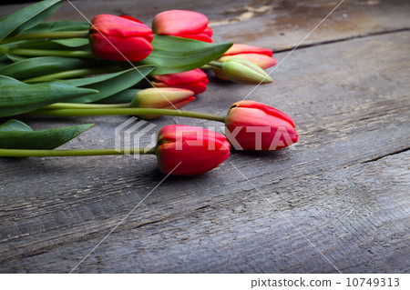 tulips tulips 10749313