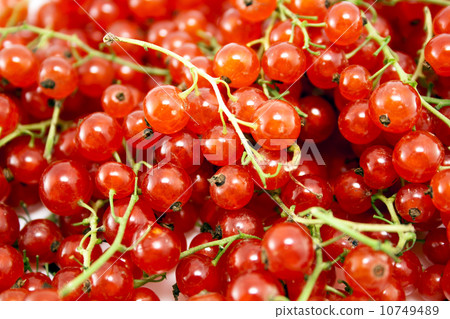 Red currant Red currant 10749489