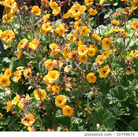 Radish Saw Mango · Lassie 10749674