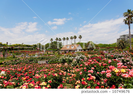 Full view of Yatsu Rose Garden 10749676