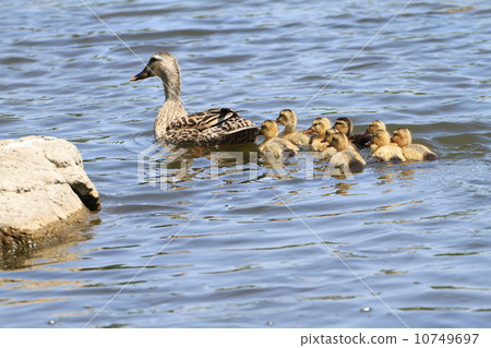 在Terrane公園的池塘聚集的kaligamo的父母子女 10749697