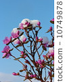 Azalea's flower Azalea's flower 10749878