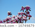 Azalea's flower Azalea's flower 10749879