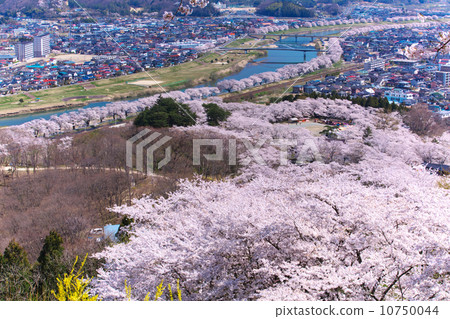 Miyagi Shiroishi City Ogawara Shiraishi River Tsutsumi Senbonzakura Miyagi Shiroishi City Ogawara Shiraishi River Tsutsumi Senbonzakura 10750044