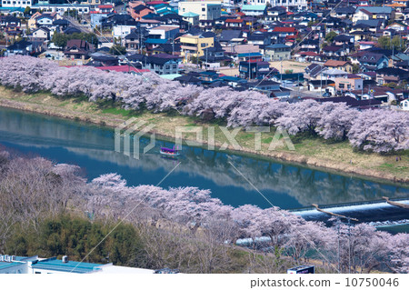 Miyagi Shiroishi City Ogawara Shiraishi River Tsutsumi Senbonzakura Miyagi Shiroishi City Ogawara Shiraishi River Tsutsumi Senbonzakura 10750046