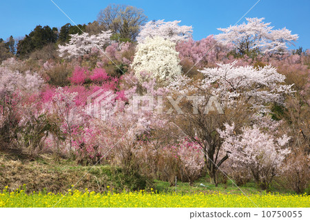 福島市花山山公園 10750055