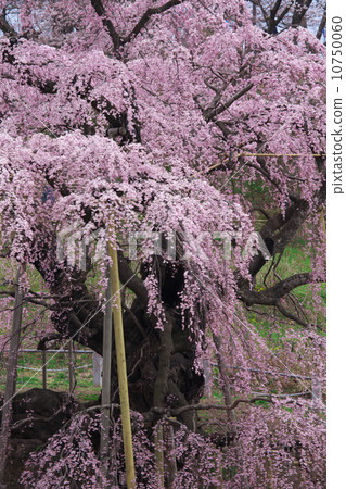 Fukushima Miharu Town Taki cherry tree 10750060