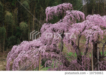 Fukushima Miharu Town Taki cherry tree Fukushima Miharu Town Taki cherry tree 10750061