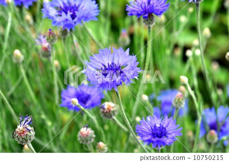 Yagurumagiku Yagurumagiku 10750215