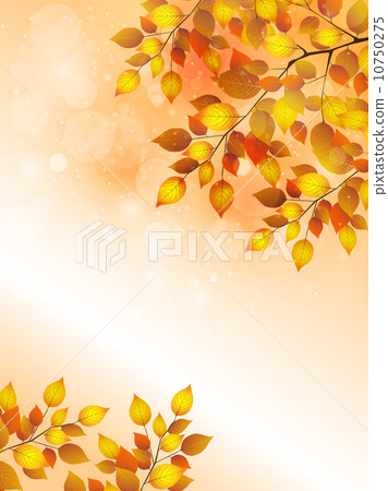 槭樹秋葉背景 10750275