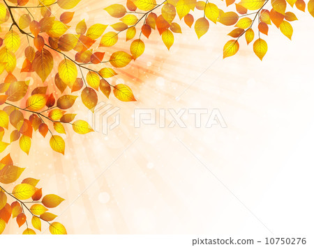 槭樹秋葉背景 10750276