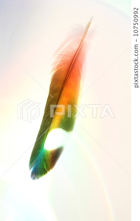 Rainbow feathers 10750992