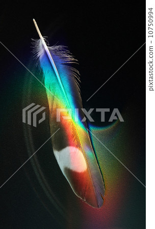 Rainbow feathers 10750994