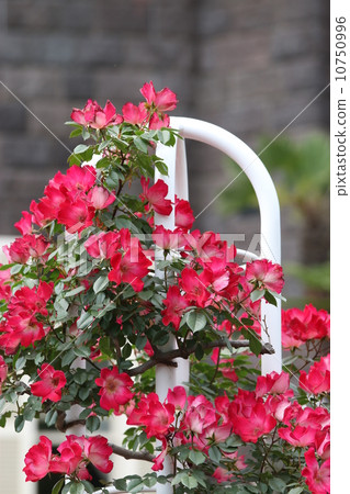 A red rose 10750996