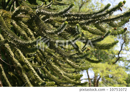 Monkey · Puzzle Tree (Timber) Monkey · Puzzle Tree (Timber) 10751072