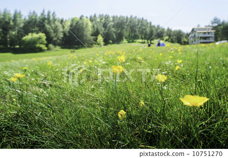 Green meadow with flowers Green meadow with flowers 10751270