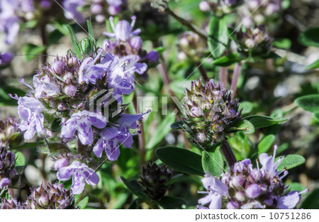 Flower thyme in the nature Flower thyme in the nature 10751286