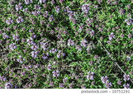 Flower thyme in the nature 10751291