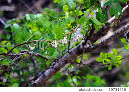 Akebi flower 10751316