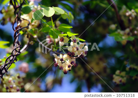Akebi flower 10751318