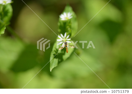 Hozo Himehira Tab和Hakobe 10751379