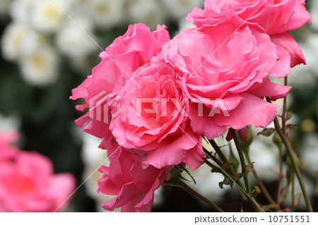 一朵紅玫瑰 10751551