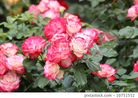 很多玫瑰 很多玫瑰 10751552