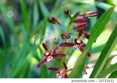 多花蘭 10751612