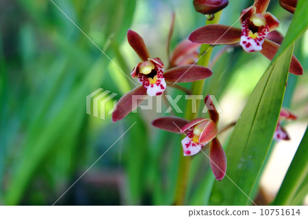 多花蘭 10751614