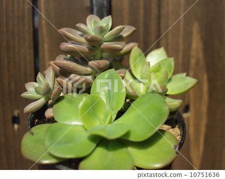 Succulent succulent plant Succulent succulent plant 10751636