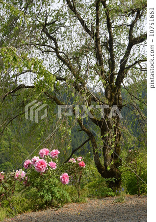 Akiruno-shi Ryuguin Spring 10751661