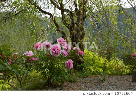 Akiruno-shi Ryuguin Spring 10751664