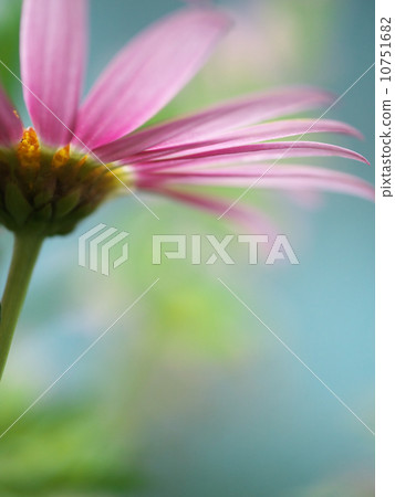 Looking through the backside of the pink petals of Osteopelmus transparent to the light with the sky as background Looking through the backside of the pink petals of Osteopelmus transparent to the light with the sky as background 10751682