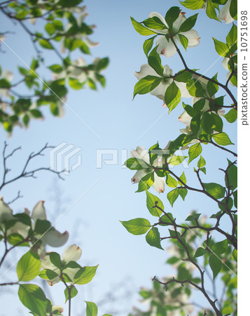 A white dogwood that can penetrate the light with the blue sky as the background A white dogwood that can penetrate the light with the blue sky as the background 10751698
