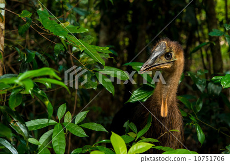 Hikidori young bird Hikidori young bird 10751706