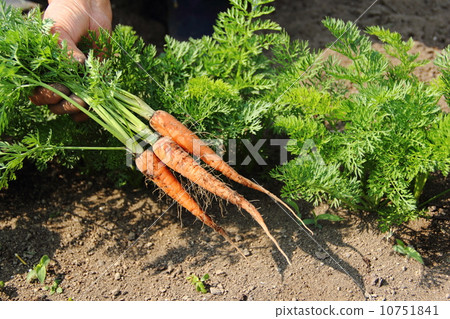 Harvesting of carrots 10751841